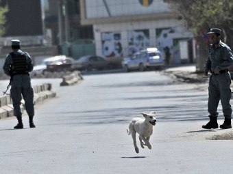 Ужас на протест в Кабул!