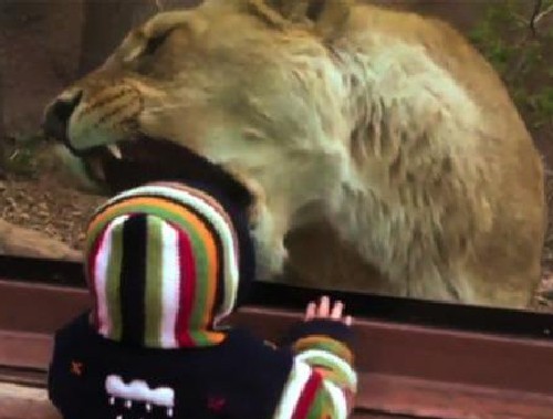 Лъвица се опита да изяде дете в зоопарк (ВИДЕО)