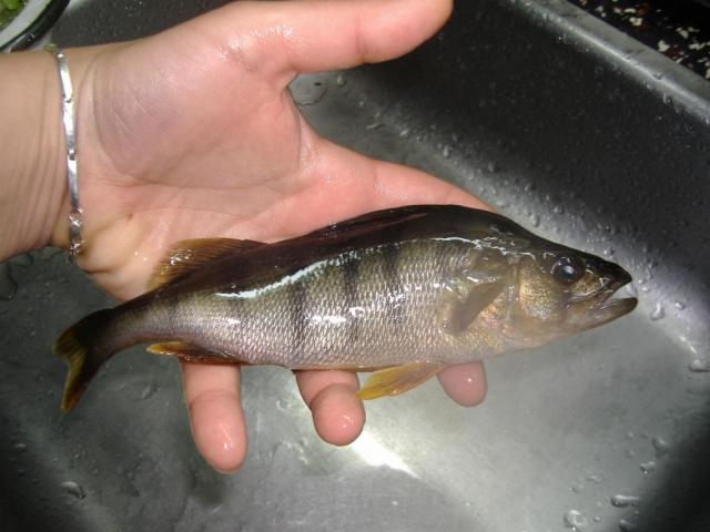 Жива риба изскочи от белия дроб на дете