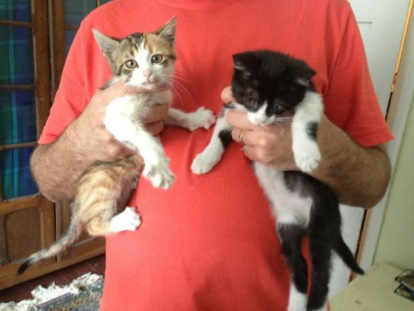 Нина Добрев търси дом за две малки котенца