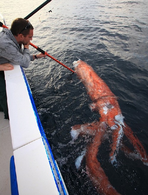 Рибар хвана морско чудовище, акула го изяде (СНИМКИ/ВИДЕО)
