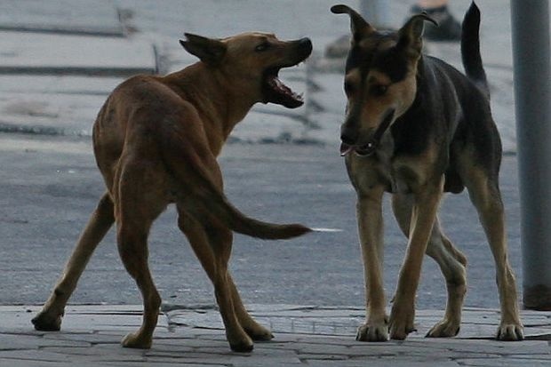 Кучета разкъсаха старец в София