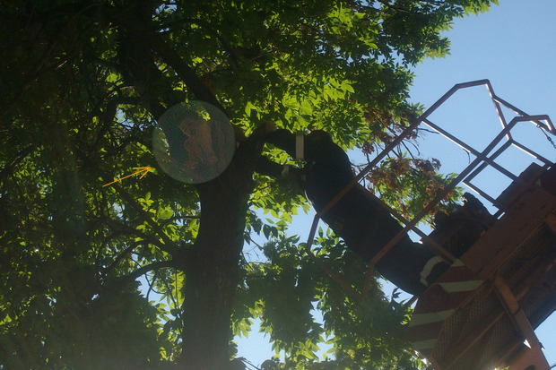 Петгодишно дете виси на огромно дърво в Зимница, пожарната го спасява