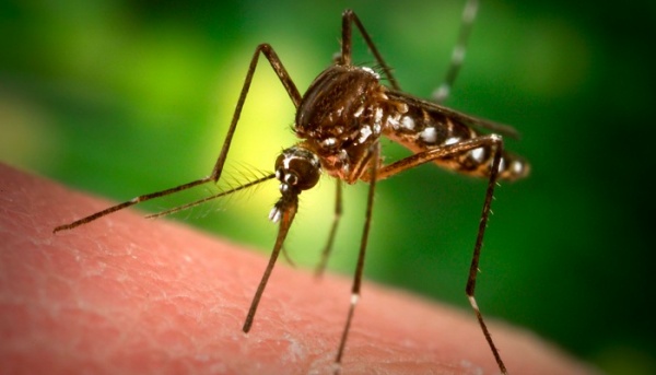Тигрови комари атакуват Варна