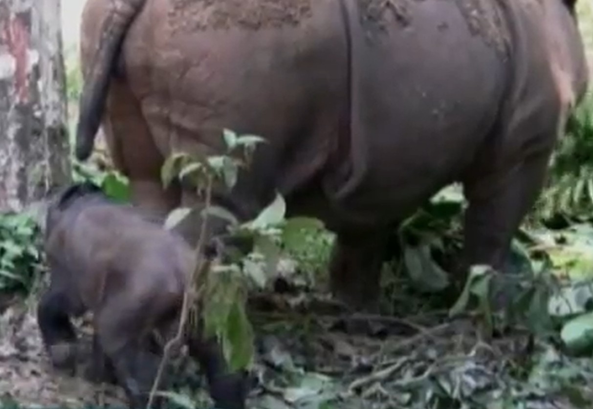 Изключително рядък вид носорог се роди в Индонезия (ВИДЕО)