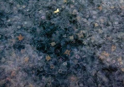Червеноморски медузи атакуват Средиземно море
