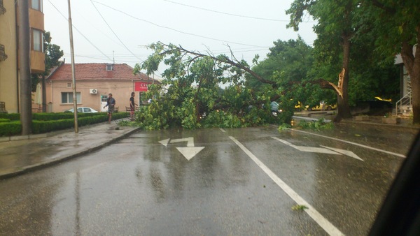 Свирепа буря в Добрич, рухнало дърво затвори центъра