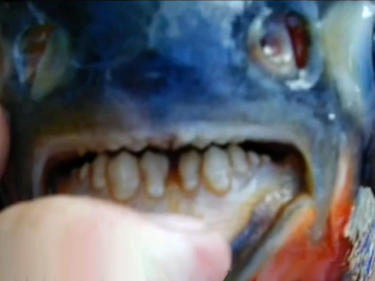 Риба с човешки зъби ужасява посетителите на езеро, гризе ги по топки (СНИМКИ/ВИДЕО)