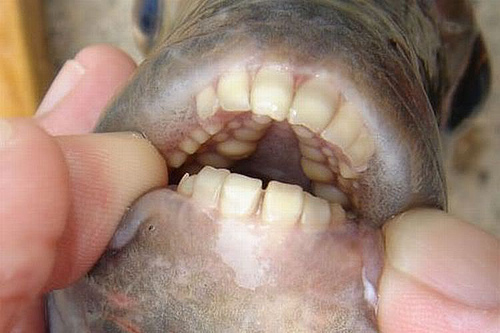 Риба с човешки зъби ужасява посетителите на езеро, гризе ги по топки (СНИМКИ/ВИДЕО)