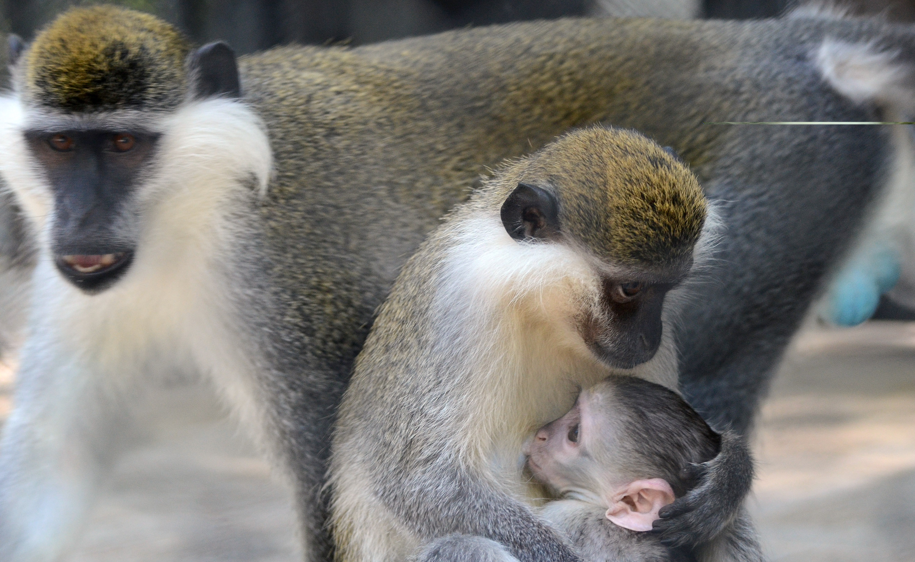 Бебчето маймунка излезе пред публика във варненския зоопарк (СНИМКИ)