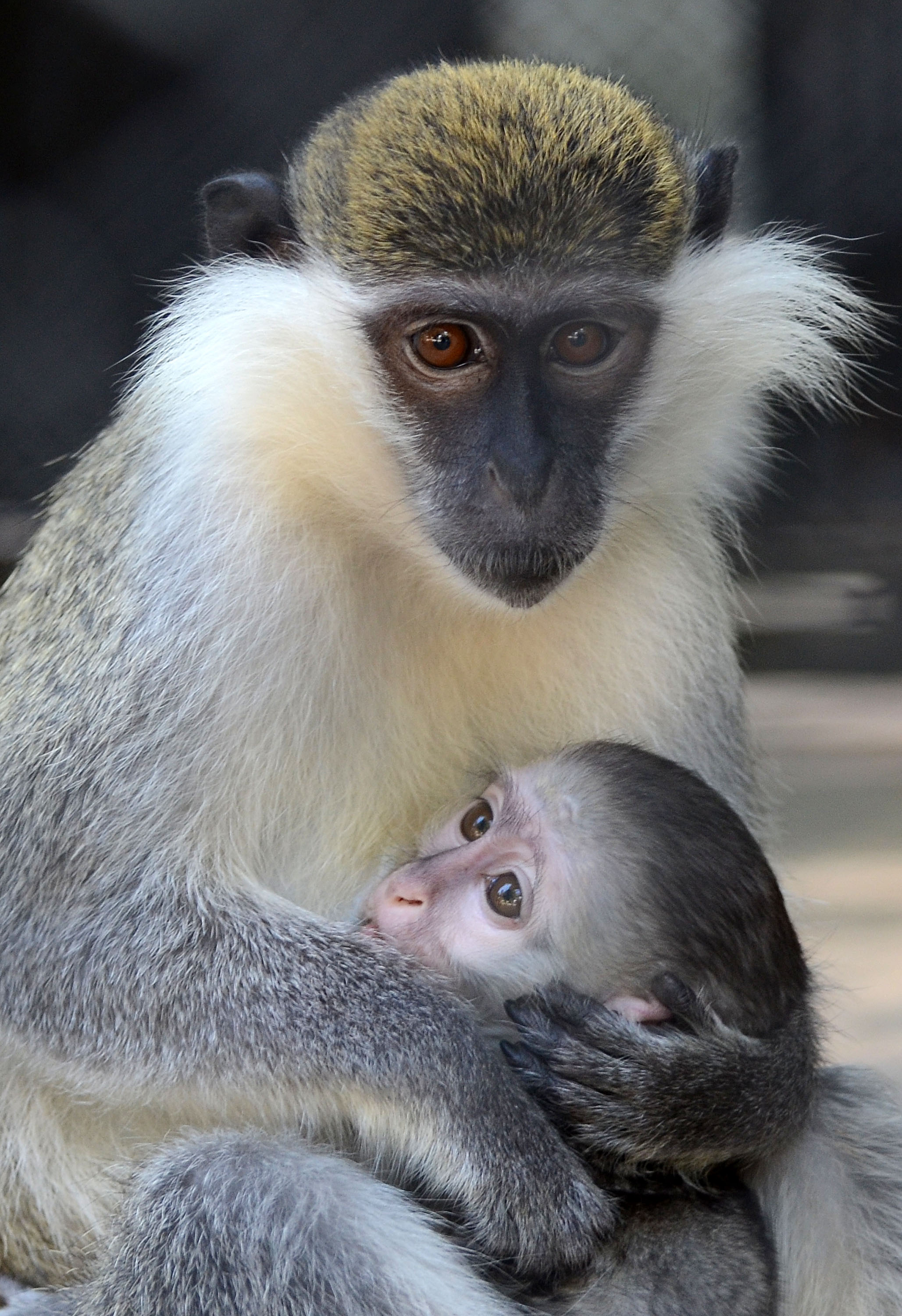 Бебчето маймунка излезе пред публика във варненския зоопарк (СНИМКИ)