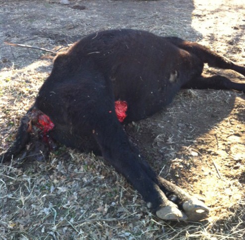  Застреляха крава  в новозагорското село Еленово