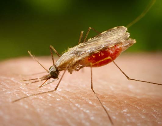 40 случая на малария в Гърция