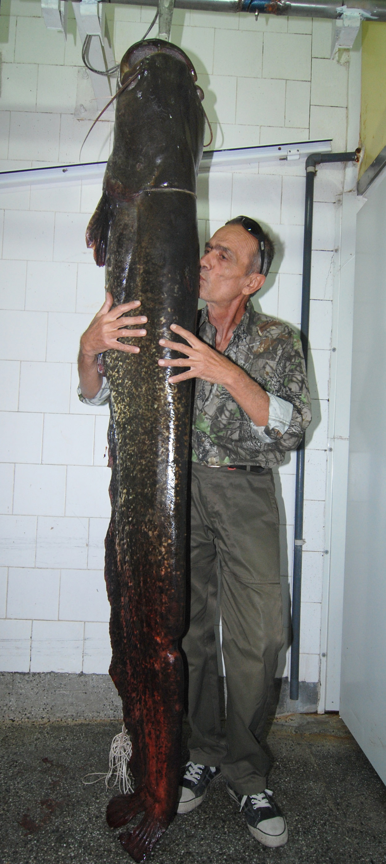 Майстор рибар улови сом 50 килограма