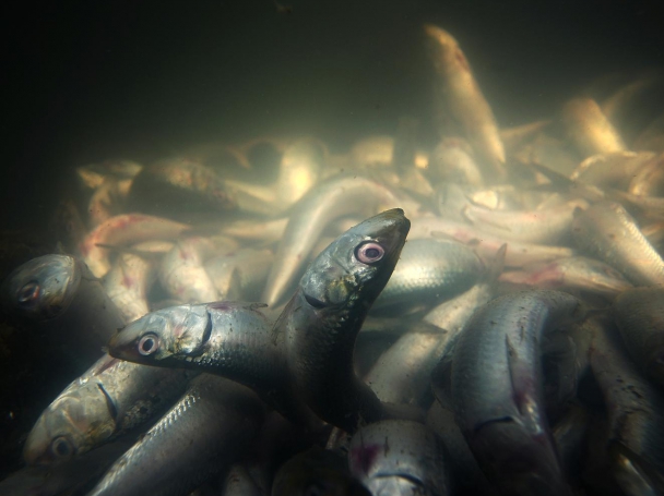 Рибата от “Фукушима” зверски отровна 