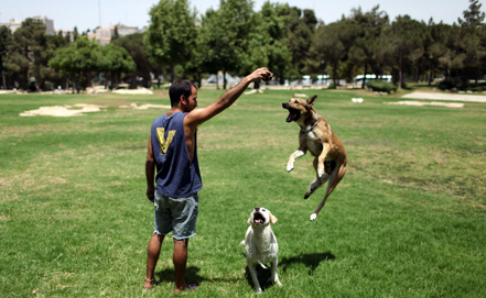 Нов закон: Година и половина зад решетките, ако кучето ви ухапе човек