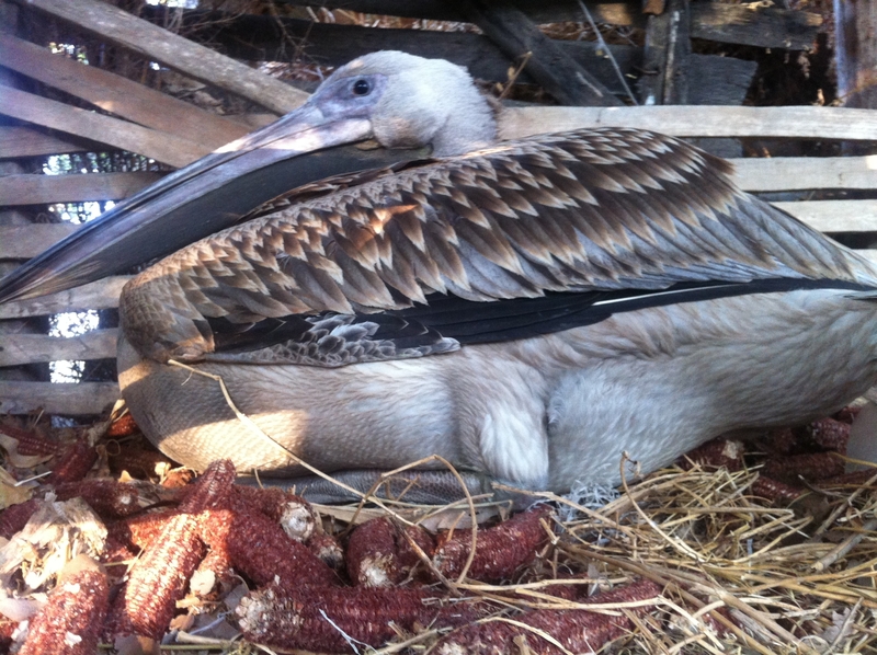 Млад пеликан падна в двора на къща 