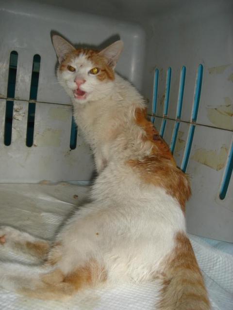 Защитници на животни: Йордан Опиц гърмеше по котки за кеф!