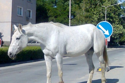 Този див, див запад - коне тормозят Враца, изскачат на улици и под балкони
