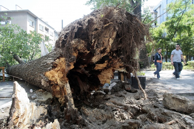 Приятели на загиналия Пейо ще описват опасните дървета в Бургас