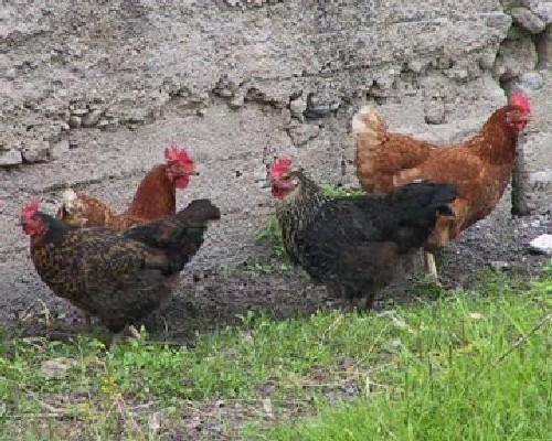 8000 кокошки претърпяха катастрофа и всяха хаос