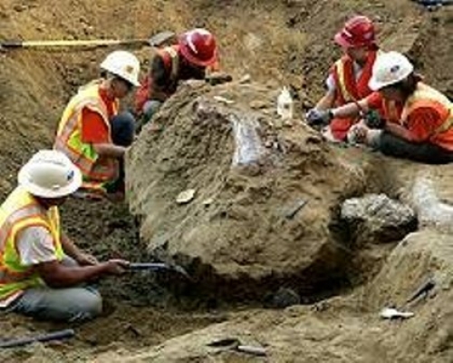 Мамут на 500 000 години изровен край Париж
