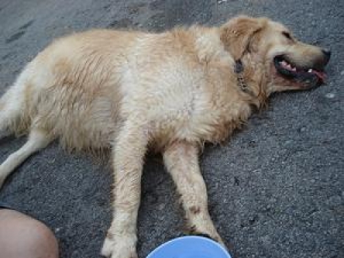 Полиция разследва смъртта на куче в Кубрат