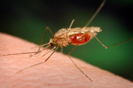 Маларията се връща в Гърция
