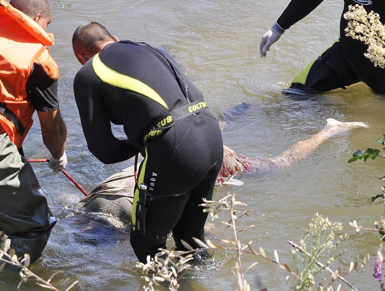 Тяло на удавник изплува край Севлиево