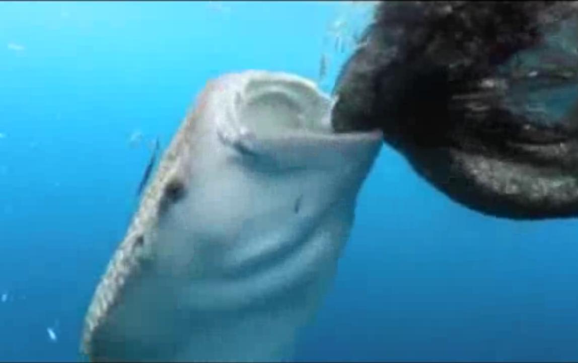 Уникални кадри: Нагла акула краде риба от рибарски мрежи