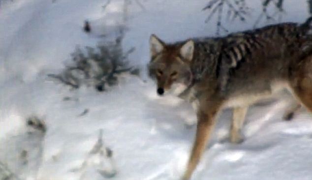 Гняв в Йелоустоун, разстреляха най-известния вълк на парка 