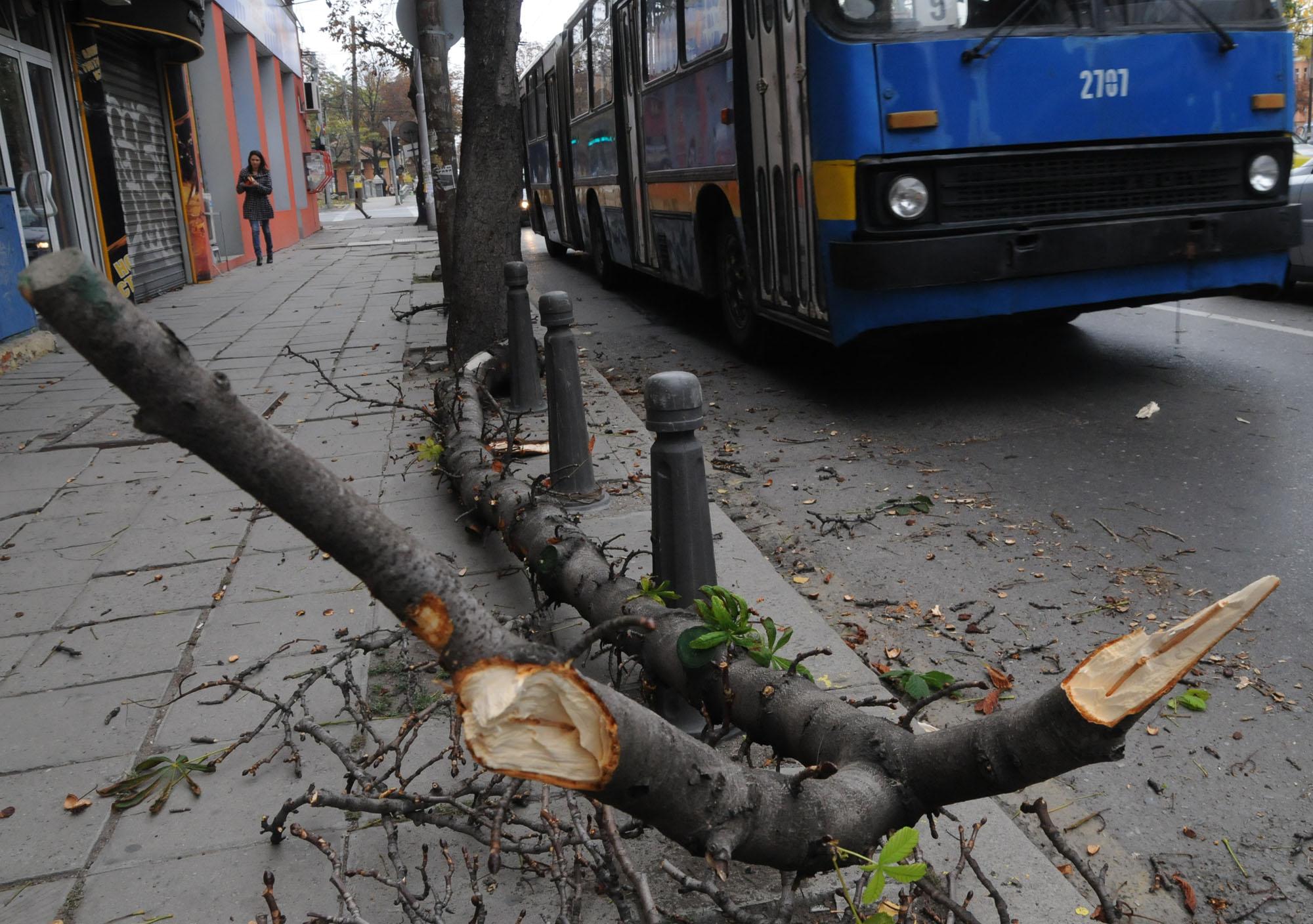 Паднало дърво блокира тролейбусите във Варна 