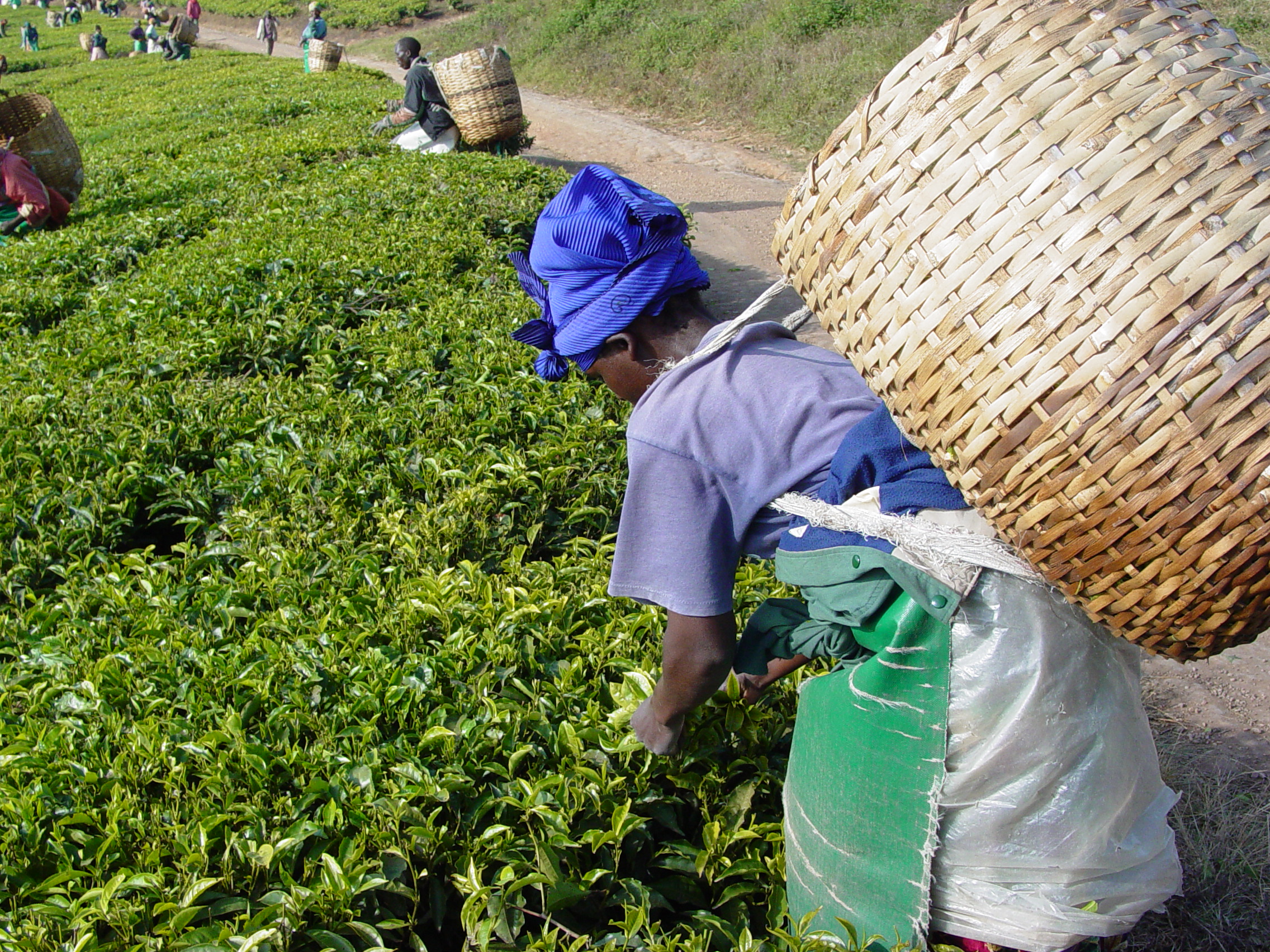 Чаят поскъпва драстично, производителите готвят картел