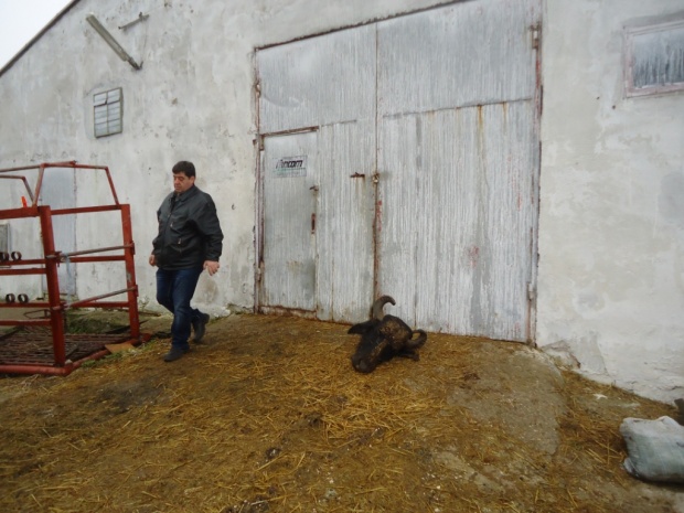 Ликвидираха най-голяма ферма за биволи в България