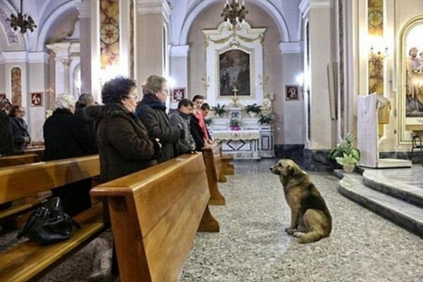 Куче ходи всеки ден на църква след смъртта на стопанката