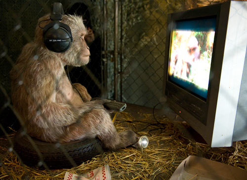 Шимпанзетата с телевизори! Пускат им анимация в клетките