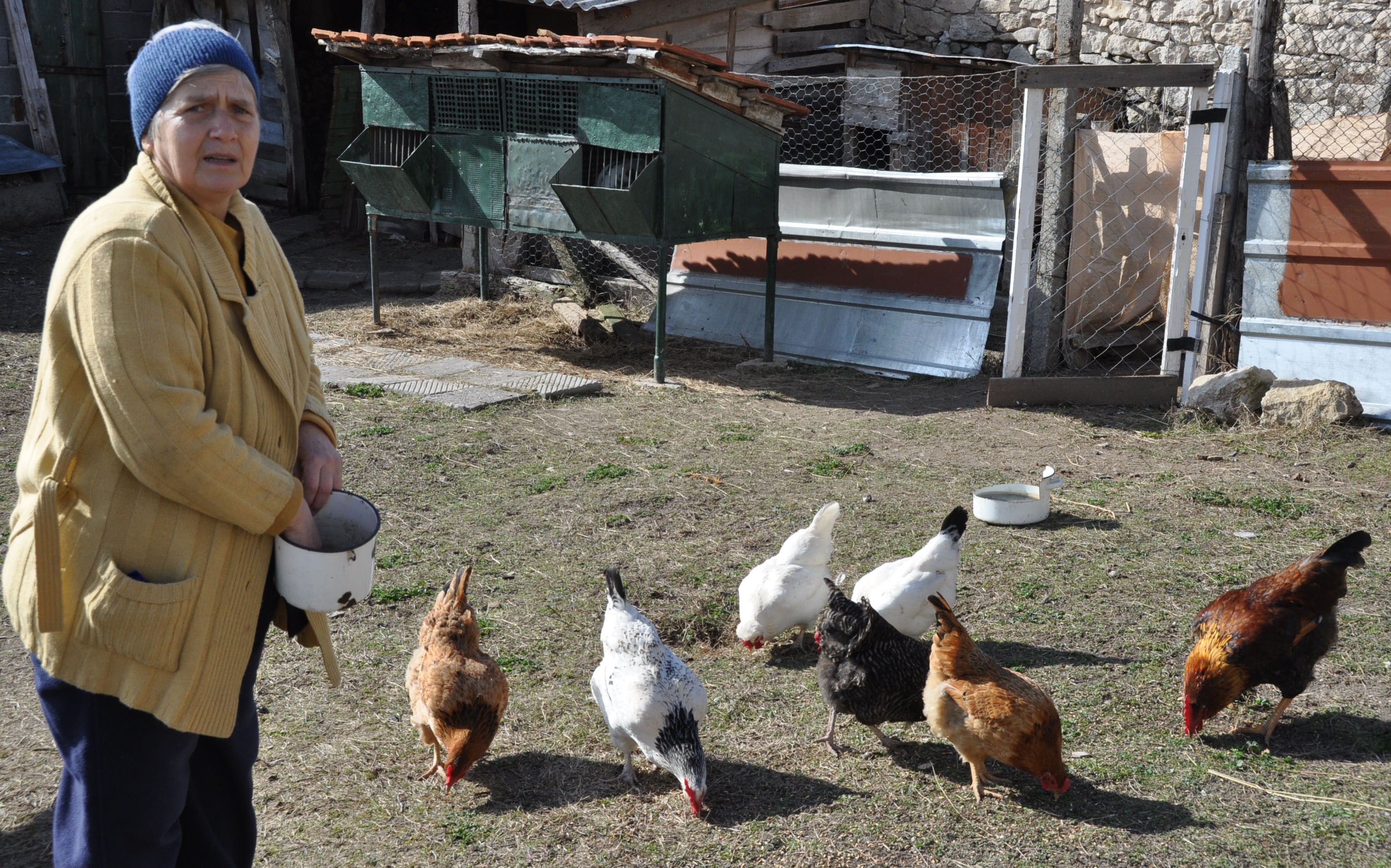 В хасковско село скриха кокошките от страх
