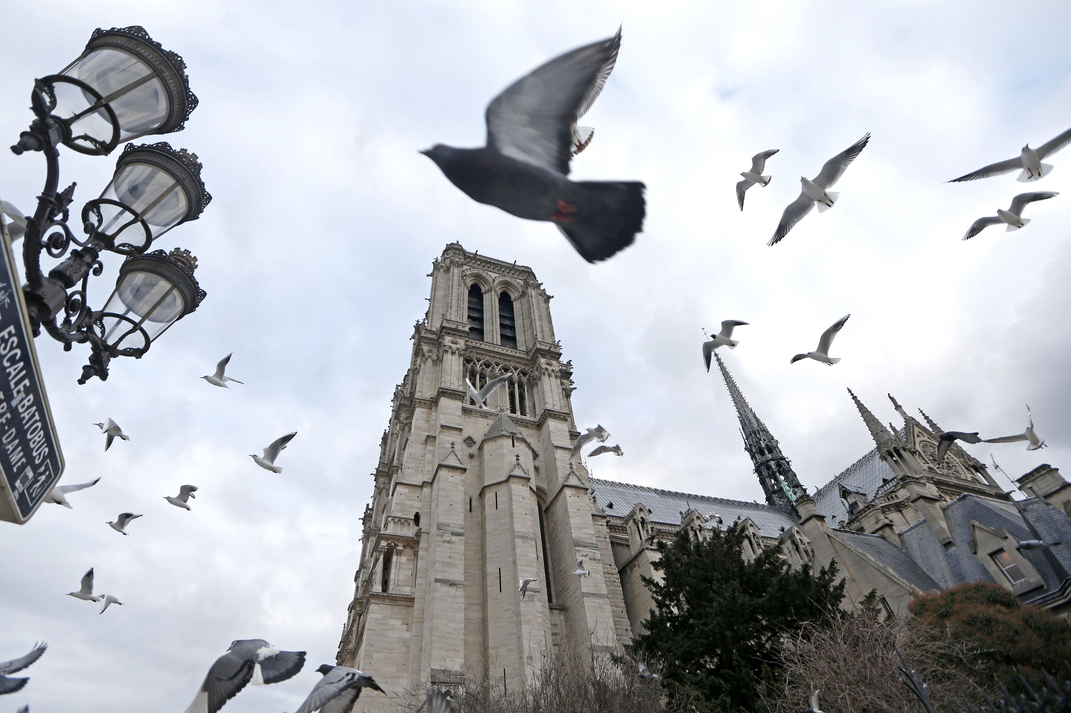 Нова професия във Франция - удушвач на гълъби