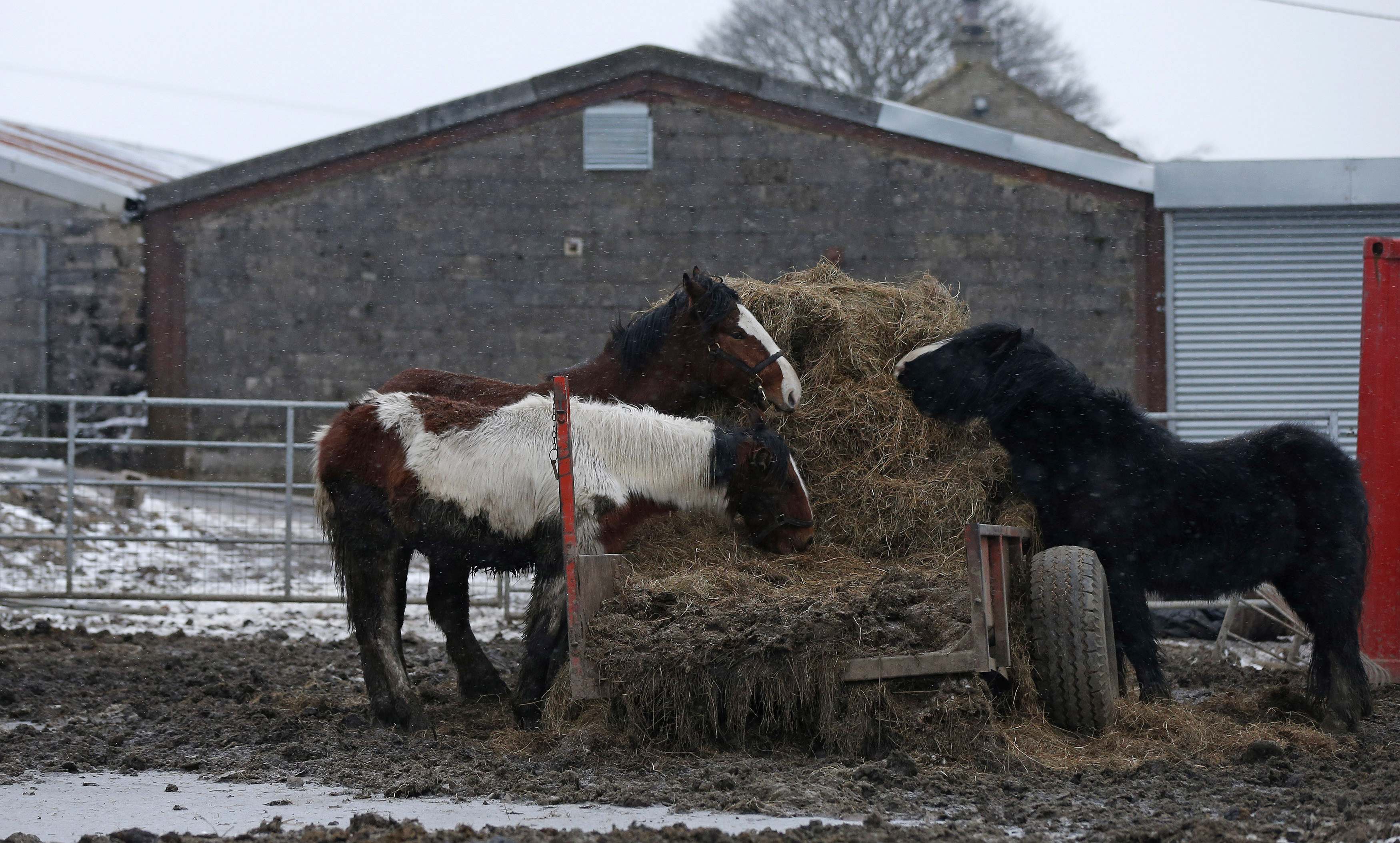Откраднати и болни коне навлизат в хранителната верига чрез кланици 