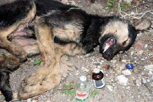 Избиват кучета с отровни кренвирши