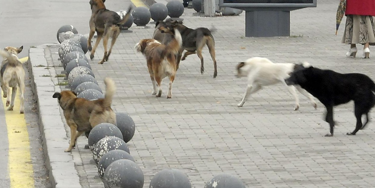 Преброяване: 406 бездомни кучета в Ловеч