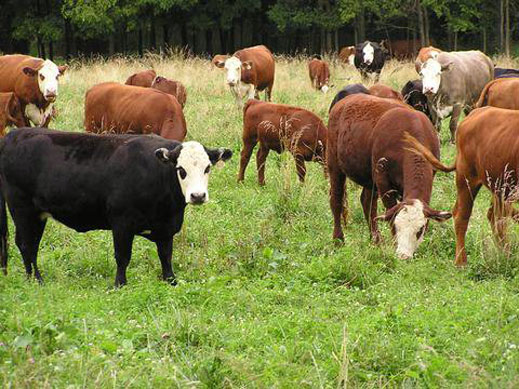BG-бизнес: Продават крави на лизинг