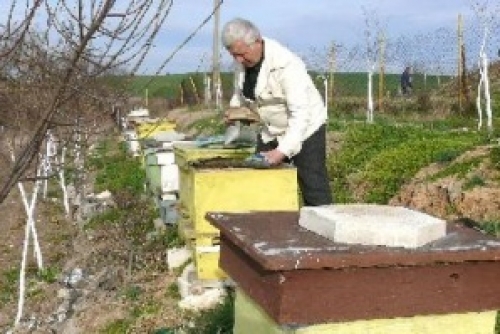 Мор за пчелите в България