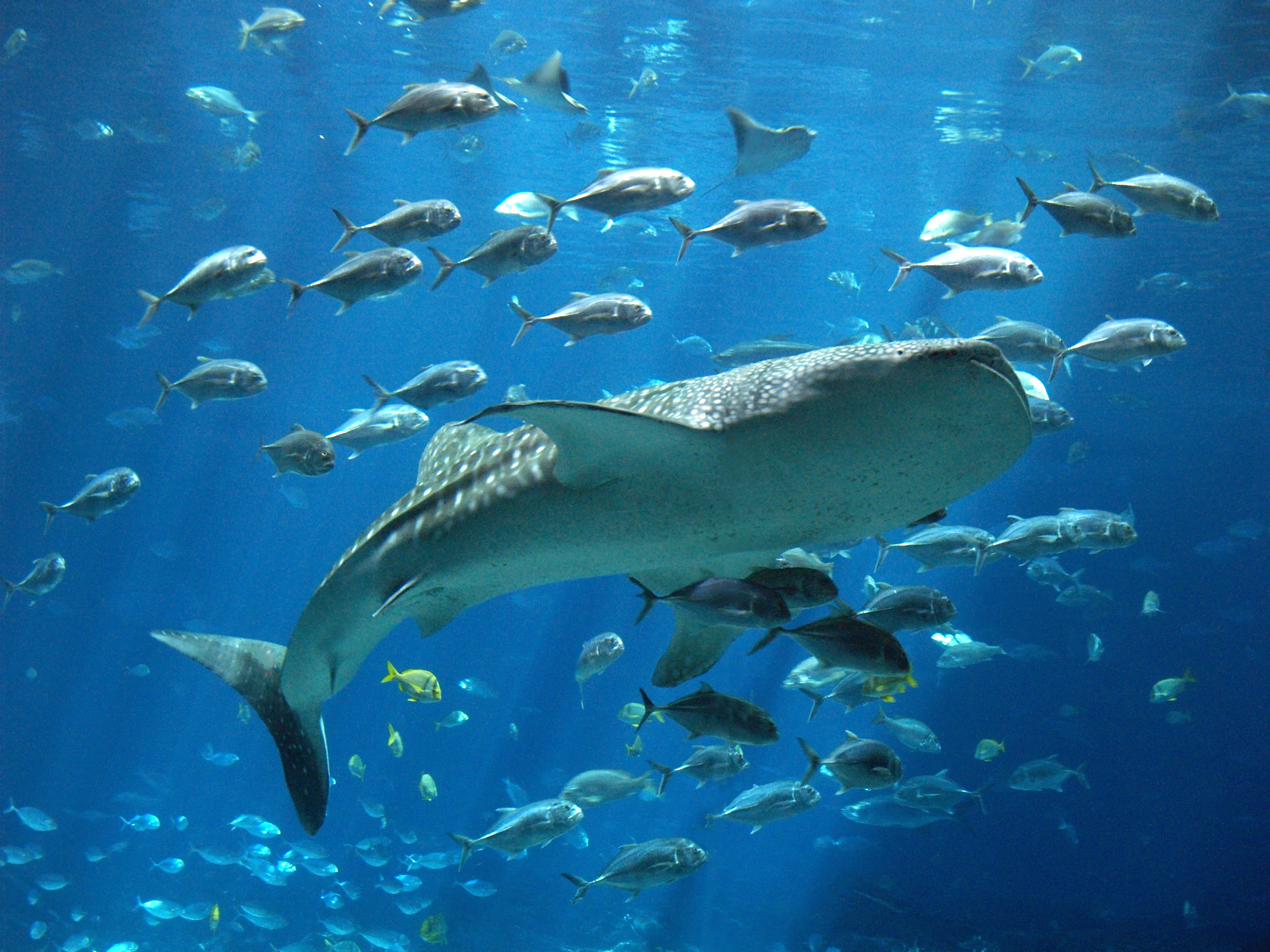 Вижте най-големия аквариум в света! (СНИМКИ) 