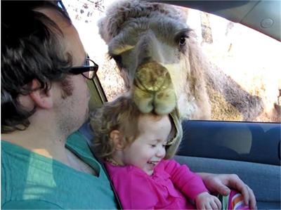 Зла камила захапа дете за главата (ВИДЕО)