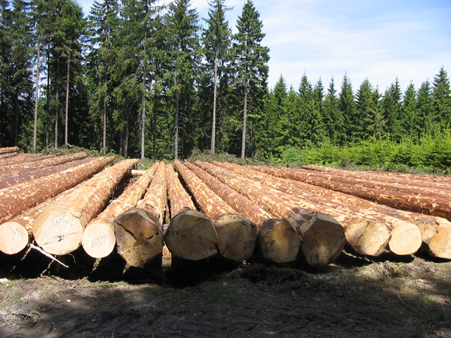 Задава се криза на пазара за дървесина