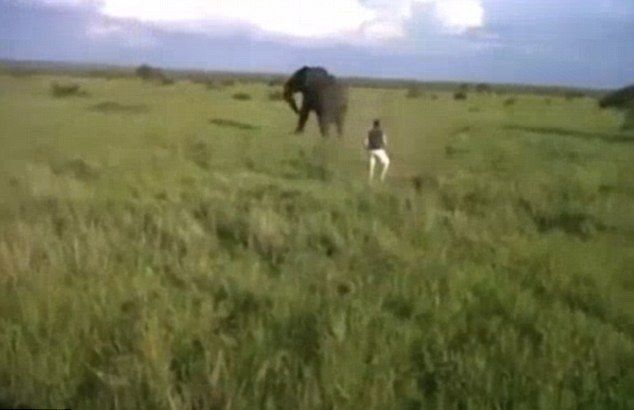 Пиян нападна слон по време на сафари (ВИДЕО)