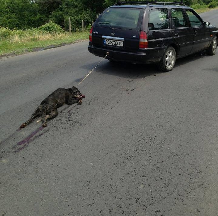 Изрод от Пловдив влачи куче с колата си!
