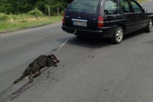 Вижте в лицето Райчо Иванов, който влачи кучето си с колата