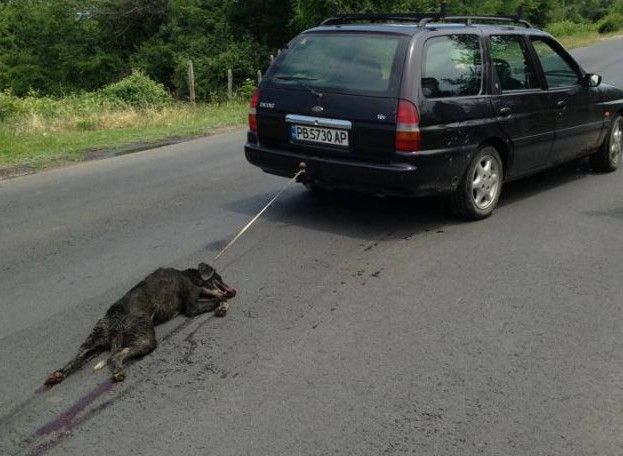 Повдигнаха обвинение за жестокост и мъчения срещу убиеца на кучето от Тополово